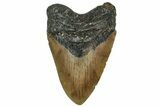 Serrated, Fossil Megalodon Tooth - North Carolina #319895-1